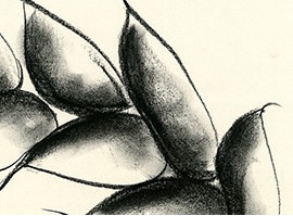 Detail of original drawing by Barbara Benish for The Song of Songs