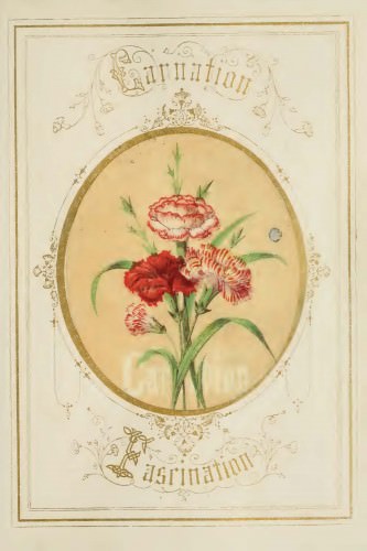 Image of a carnation from The Language of Flowers