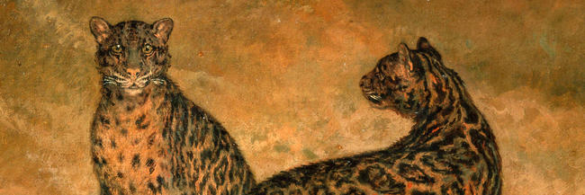 Two Clouded Leopards from Sumatra