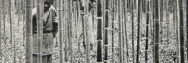 Bamboo Plantation in Nanking (Nanjing, China). Glass lantern slide from the Lin Collection