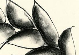 Detail of original drawing by Barbara Benish for The Song of Songs
