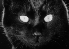 close-up of black cat's face from the film Kuroneko