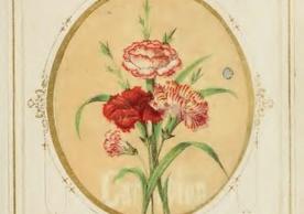 Image of a carnation from The Language of Flowers