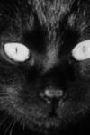 close-up of black cat's face from the film Kuroneko