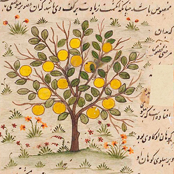 Image of an illuminated botanical manuscript